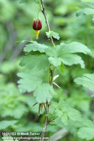 Ribes marshallii