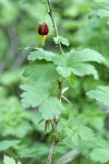 Marshall's gooseberry blossom & foliage