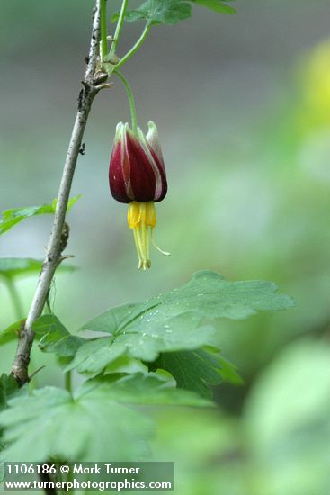 Ribes marshallii