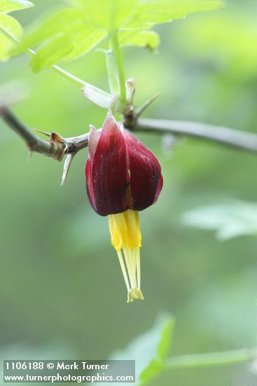 Ribes marshallii