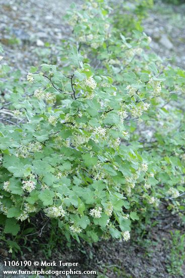 Ribes viscosissimum