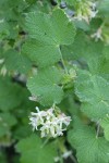 Sticky Currant blossoms & foliage