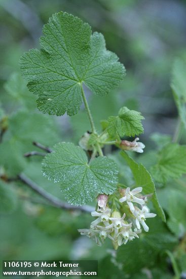 Ribes viscosissimum