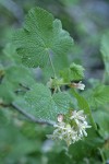 Sticky Currant blossoms & foliage