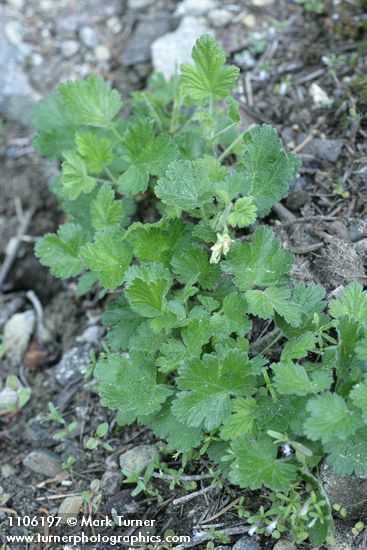 Ribes binominatum