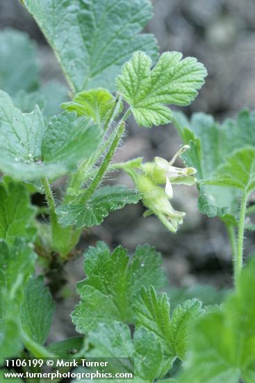 Ribes binominatum