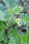 Ground Gooseberry blossoms & foliage detail