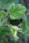 Ground Gooseberry blossoms & foliage extreme detail