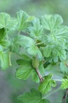 Sierra Currant immature fruit & foliage detail