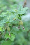 Sierra Currant immature fruit & foliage detail