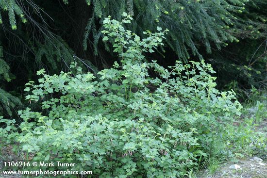 Ribes roezlii