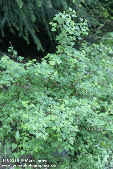 Ribes roezlii