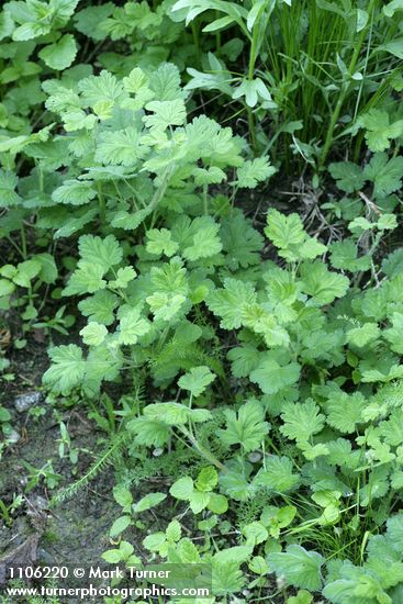 Ribes binominatum