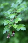 Sierra Currant blossoms & foliage detail