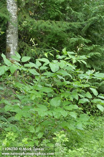 Aralia californica