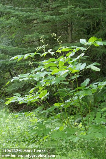 Aralia californica