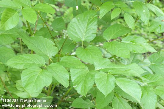 Aralia californica