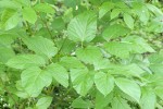 California Spikenard foliage detail