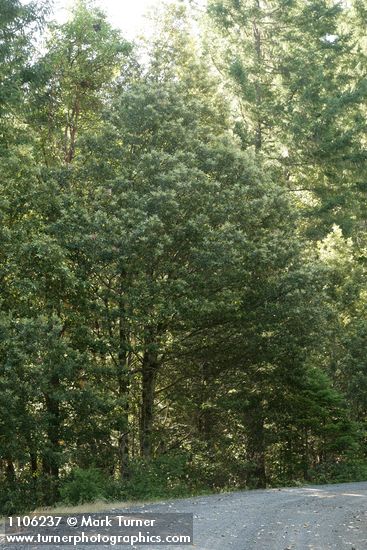 Notholithocarpus densiflorus