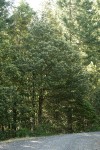 Tanoak in bloom at roadside