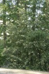 Tanoak in bloom at roadside