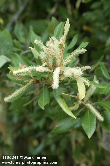 Notholithocarpus densiflorus