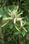 Tanoak male blossoms & foliage