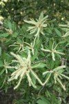 Tanoak male blossoms & foliage