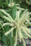 Tanoak male blossoms & foliage detail