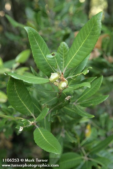 Notholithocarpus densiflorus