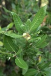 Tanoak immature acorns & foliage detail