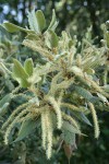 Tanoak immature acorns, male blossoms, & foliage detail