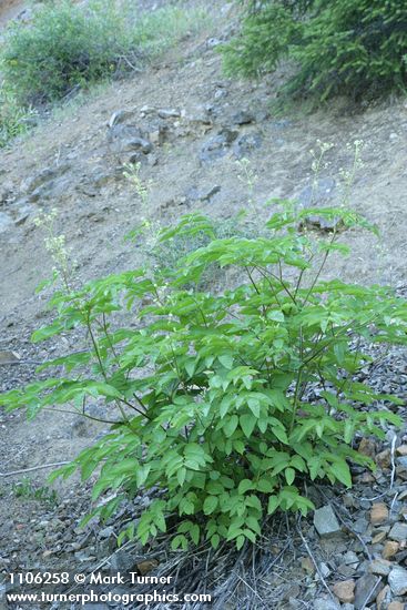 Aralia californica