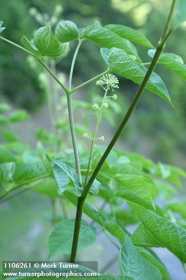 Aralia californica