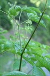 California Spikenard flower buds & foliage detail