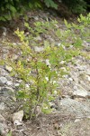 Blackcap Raspberry w/ fruit