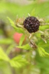 Blackcap Raspberry fruit among foliage