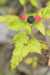 Blackcap Raspberry fruit among foliage