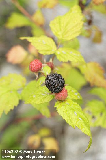 Rubus leucodermis