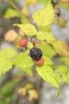 Blackcap Raspberry fruit among foliage