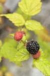 Blackcap Raspberry fruit among foliage