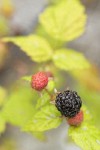 Blackcap Raspberry fruit among foliage