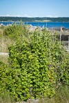 Coast Black Gooseberry bush