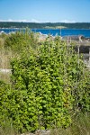 Coast Black Gooseberry bush