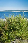 Coast Black Gooseberry bush