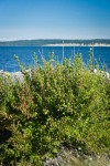 Coast Black Gooseberry bush