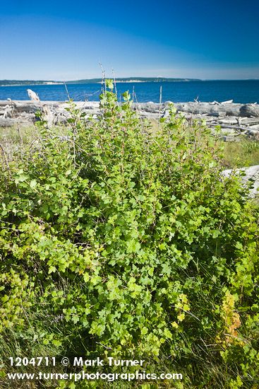 Ribes divaricatum