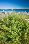 Coast Black Gooseberry bush