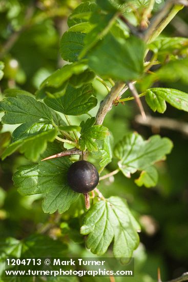 Ribes divaricatum