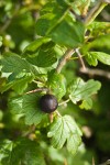 Coast Black Gooseberry fruit & foliage